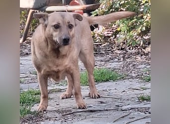 ⭐️FUNNY⭐️, lustige Hunde-Dame, 9 Jahre, 35 cm, Mischling, Tierschutz
