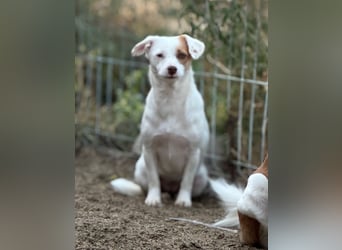 ⭐️FEE⭐️, zartes Hundemädchen, 1 Jahr, 30 cm, Mischling, Tierschutz