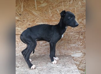 Sonic Tierschutzhund sucht ein Zuhause