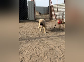 Kleiner Schatz Nash sucht großes Glück