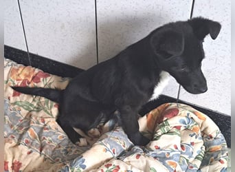 Jossie sucht ihr Für-immer-Zuhause