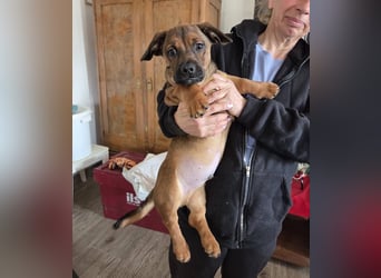 Gazsi sucht seine Menschen