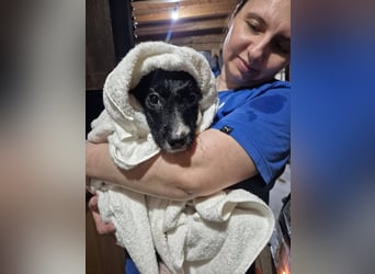 Welpenmädchen 273761 - kannst DU ihr ein Körbchen geben?