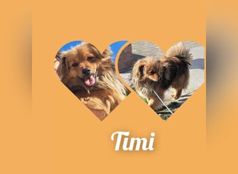 Timi sucht wieder sein Zuhause