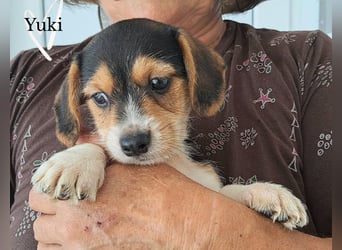 Yuki - kleiner Mann auf der Suche nach seinem Glück