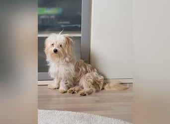 ⭐️FLOCKE⭐️, Rüde, 1 Jahr, 28 cm, Mischling, Tierschutz