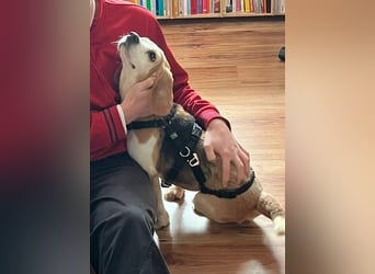 DAISY, Super-Omi, 10 Jahre, 36 cm, Beagle-Mix, Tierschutz, Pflegestelle Leipzig