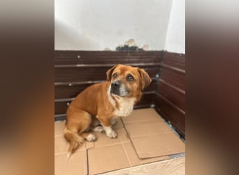 ⭐️TAC⭐️, neugieriger Rüde, 2 Jahre, 35 cm, Mischling, Tierschutz