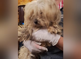 ⭐️FLORA⭐️, Hündin, 2 Jahre, 30 cm, Mischling, Tierschutz