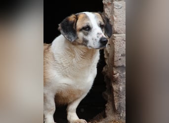 ⭐️BROOKE⭐️, Hündin, 1,5 Jahre, 32 cm, Mischling, Tierschutz