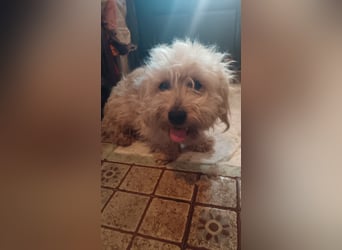 BOBBLE, lieber Havaneser-Mix, Rüde, 6 Monate, 30 cm, Tierschutz