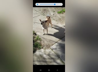 Dora Pinschermix,möchte Rumänien ganz schnell verlassen (lebt dort bei einer PS)