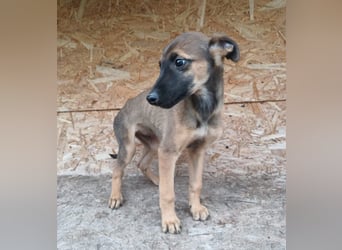 Seppl Tierschutzhund sucht ein Zuhause