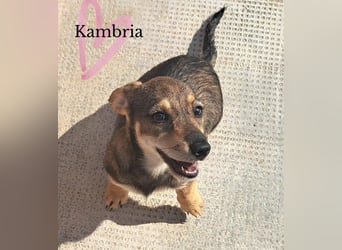 Dackelmix Kambria sucht ihr liebevolles Zuhause