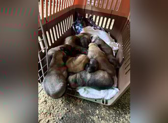 Verliebt auf den ersten Blick? Das ist Nacho !