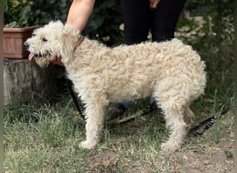 Maggie sucht ein ruhiges Zuhause
