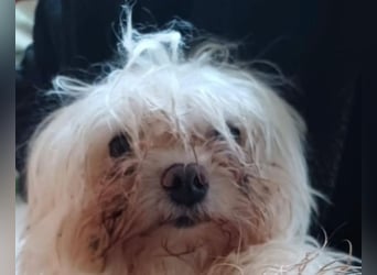 FILOU, nutzt seine zweite Chance, Malteser-Mix, 7 Jahre, 30 cm, Tierschutz, Pflegestelle 51503