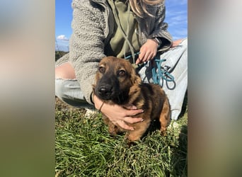 Kleine Maus Luca sucht ihre Herzensmenschen