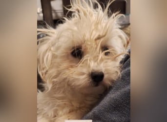 ⭐️SNOWI⭐️, Hündin, 1 Jahr, 30 cm, Mischling, Tierschutz