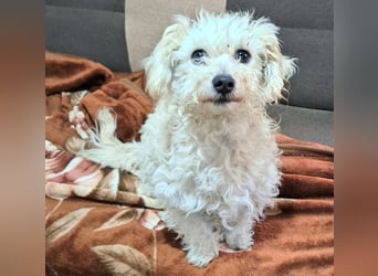 Der kleine Fizz sucht ein liebevolles Zuhause