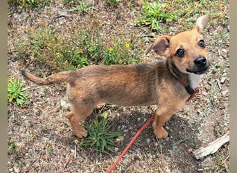 Kleine Lumi kann bald in Hessen besucht werden