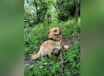 Lina Tierschutzhund sucht ein Zuhause