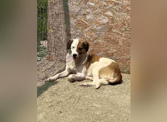 ⭐️FINA⭐️, Hündin, 3 Jahre, 40 cm, Mischling, Tierschutz