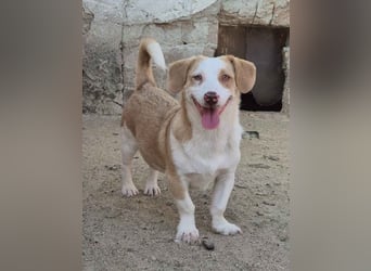FINN, zurückhaltender Junghund, Rüde, 1,5 Jahre, 34 cm, Mischling, Tierschutz