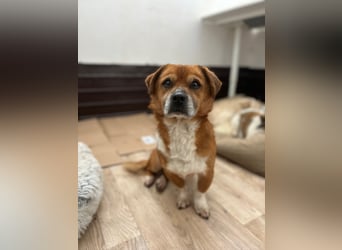 ⭐️TAC⭐️, neugieriger Rüde, 2 Jahre, 35 cm, Mischling, Tierschutz