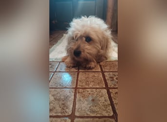 BOBBLE, lieber Havaneser-Mix, Rüde, 6 Monate, 30 cm, Tierschutz