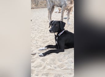 Zauberhafte Sophie wartet in Portugal auf unserem Tierschutzhof!