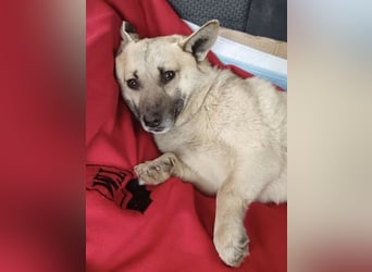 TONI, verschmustes Notfellchen, 3 Jahre, 29 cm, Mischling, Tierschutz Rumänien