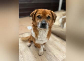 TAC, neugieriger kleiner Rüde, 2 Jahre, 35 cm, Mischling, Tierschutz Rumänien