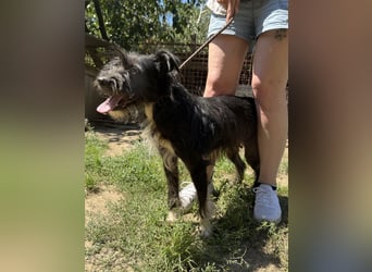 Lidi - sie hat es so verdient ein Zuhause zu bekommen