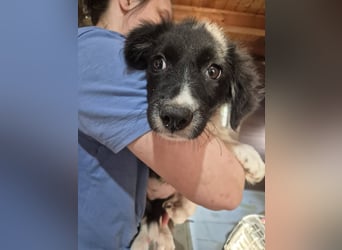 Welpenmädchen 273761 - kannst DU ihr ein Körbchen geben?