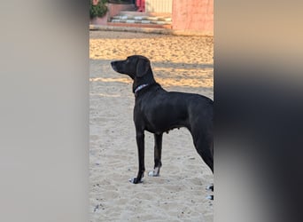 Zauberhafte Sophie wartet in Portugal auf unserem Tierschutzhof!
