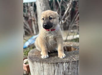Kleiner Schatz Nash sucht großes Glück