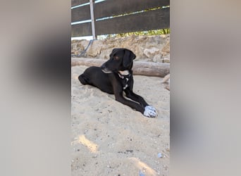 Zauberhafte Sophie wartet in Portugal auf unserem Tierschutzhof!