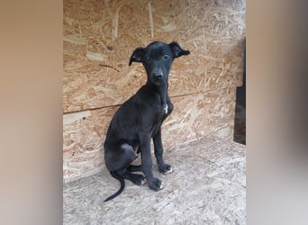 Sancho Tierschutzhund sucht ein Zuhause