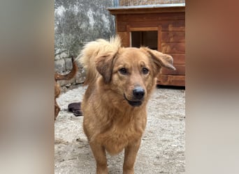 ⭐️Dixy⭐️, hübsches Schleckermaul, Hündin, 3 Jahre, 40 cm, Tierschutz Rumänien