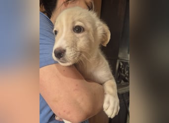 Welpenjunge 273742 sucht sein Körbchen - Vielleicht bei DIR?