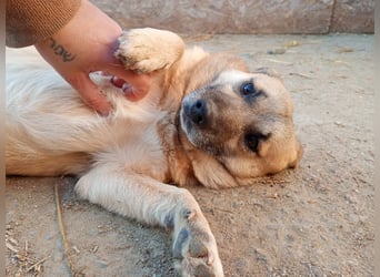 Nofell ⭐️TONI ⭐️, Rüde, 3 Jahre, 29cm, Mischling, Tierschutz Rumänien