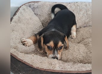 Yuki - kleiner Mann auf der Suche nach seinem Glück