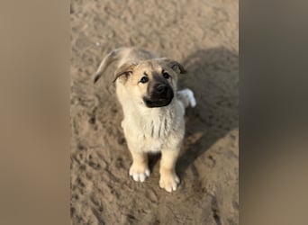 Kleiner Schatz Nash sucht großes Glück
