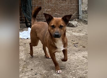 ⭐️Gin⭐️, niedlicher Mini, Rüde, 3 Jahre, 29 cm, Mischling, Tierschutz