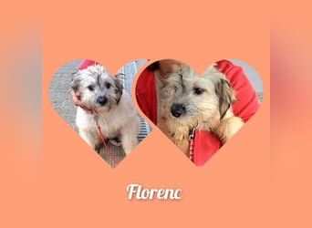 Welpe Florence möchte Rumänien schnell verlassen