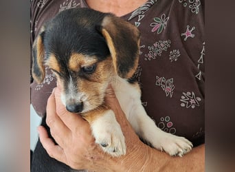 Yuki - kleiner Mann auf der Suche nach seinem Glück