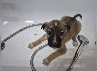 Welpenrüde 273743 möchte gerne die Welt erobern - Vielleicht mit DIR?