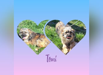 Toni wurde aus einer Gruppe gerettet, nun möchte er Rumänien verlassen