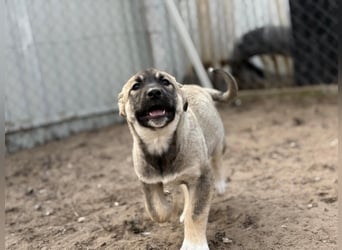 Verliebt auf den ersten Blick? Das ist Nacho !